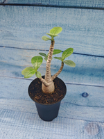 Adenium Baobab (Адениум)