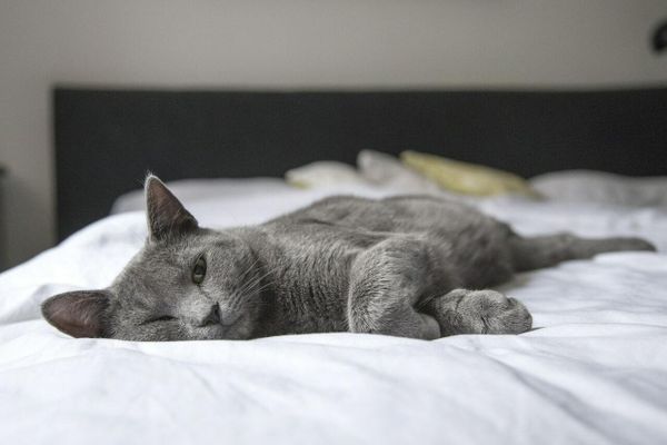 Стронгхолд для кошек