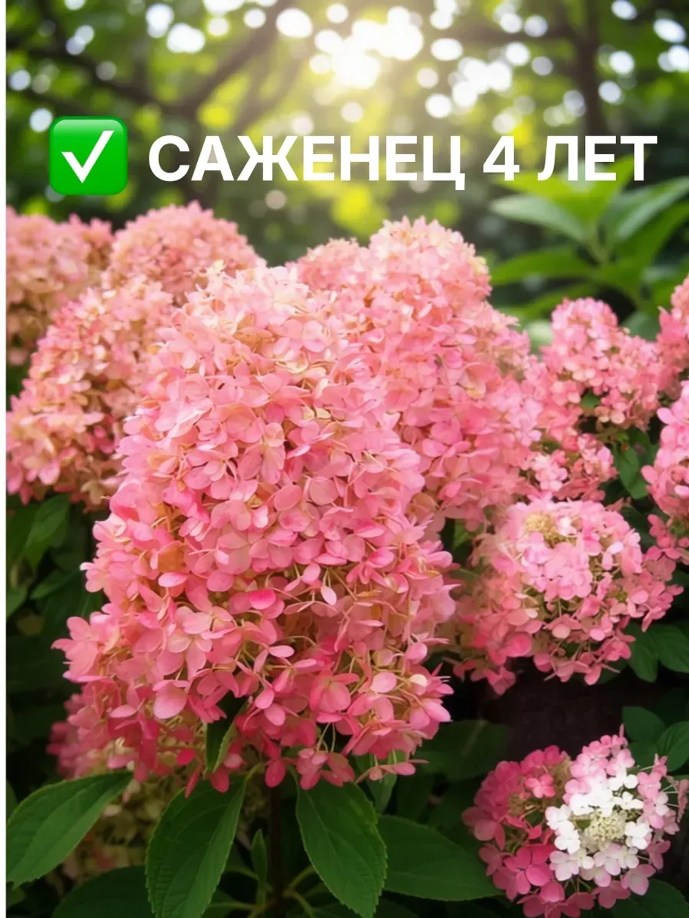 Меджикал Кэндл гортензия метельчатая