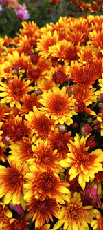 N188 BOREALIE ORANGE