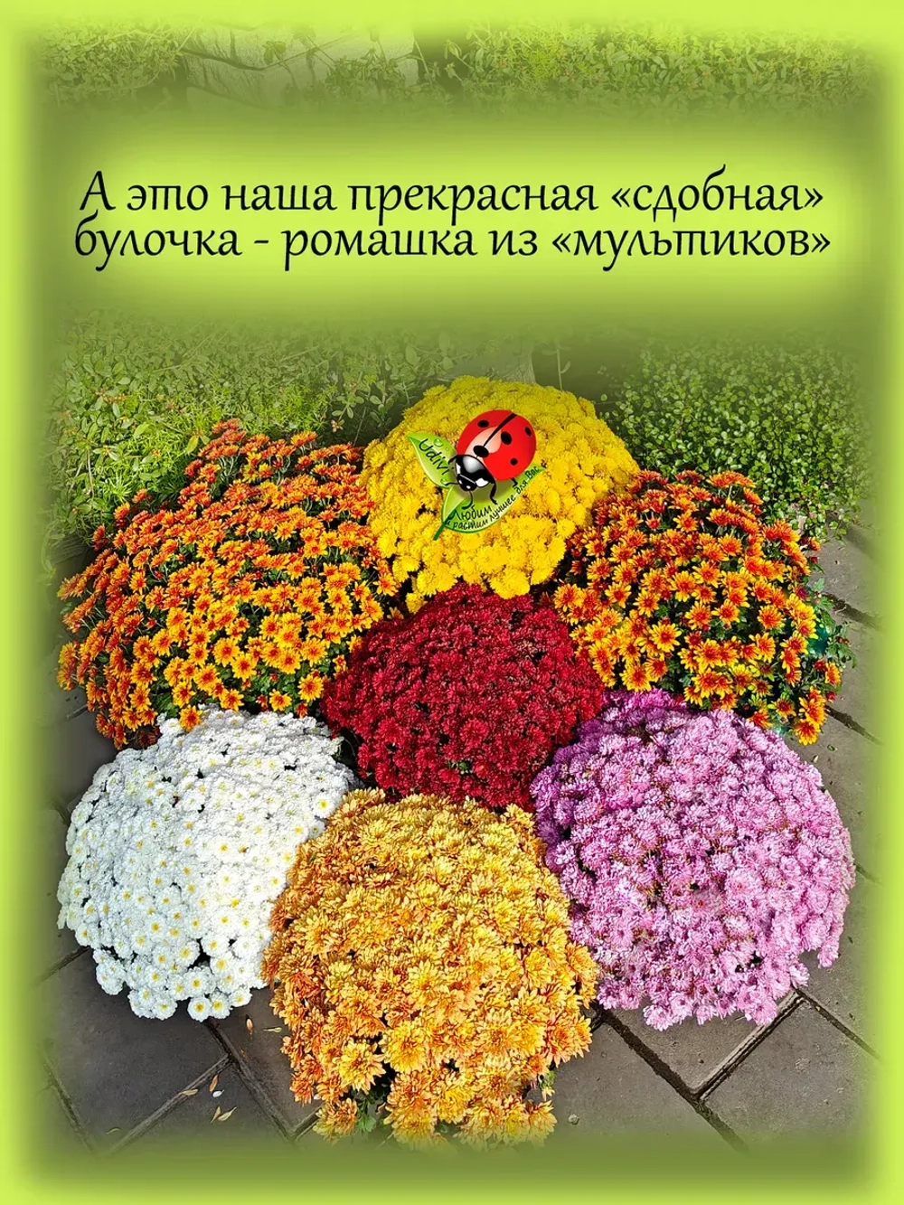 Хризантема Золотой Эльф мультифлора