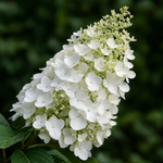 Гортензия метельчатая ‘Summer Snow’