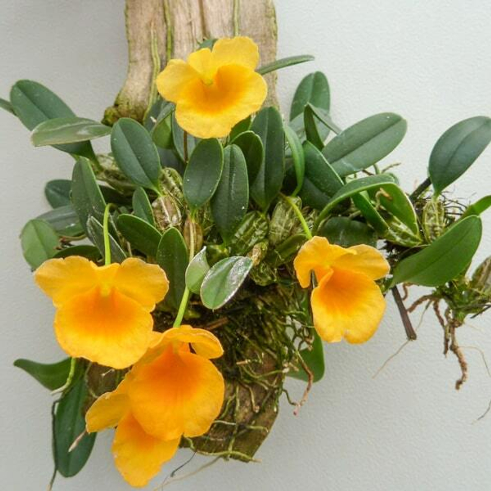 Орхидея DENDROBIUM JENKINSII (Н84)
