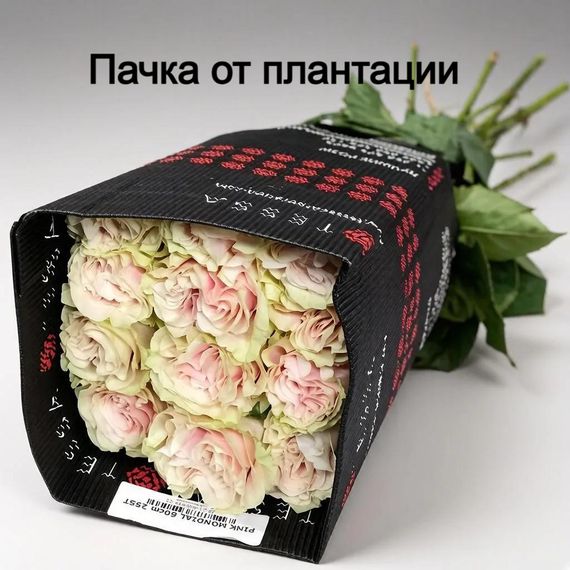 Роза Pink Mondial 60 см, Эквадор