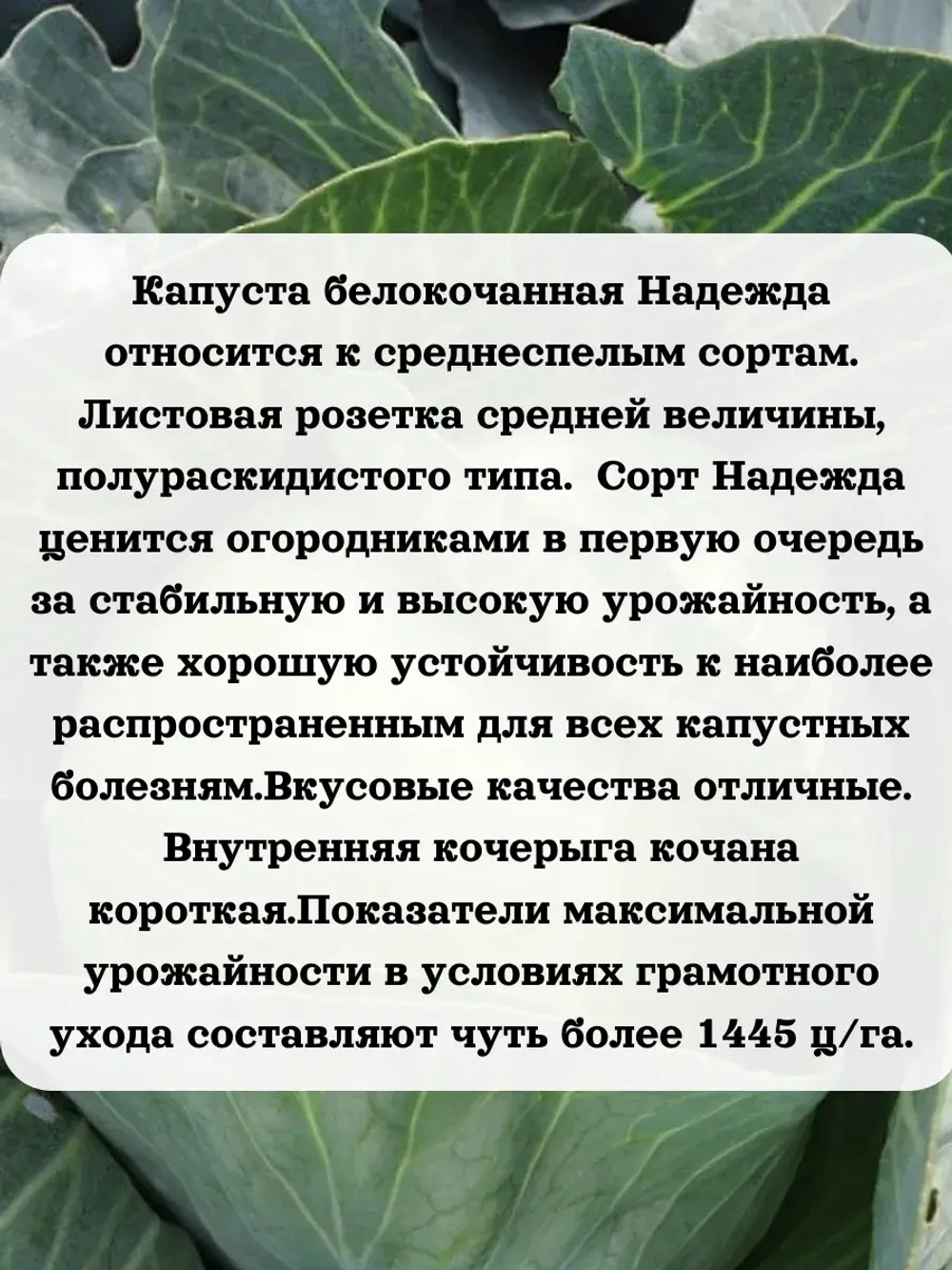 Семена капуста белокочанная Надежда 5 гр