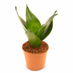 variant_prepared_image