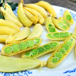 Золотой Императорский Сахарный Снеп Горох - Imperial Golden Sugar Snap Peas