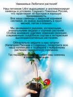 Княжик Альбина Плена клематис неукрывной