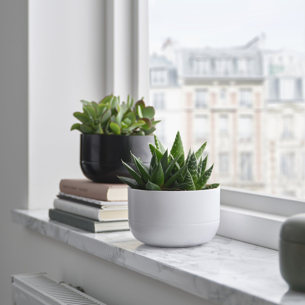 IKEA SUCCULENT  (ИКЕА СУССУЛЕНТ)  -  Растение в горшке - суккулент разные цвета 14 см