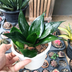 Сансевиерия BLACK DRAGON TONGUE (S45)