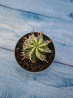 Euphorbia meloformis f. Variegated (Эуфорбия вариегатная)