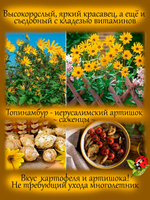 Топинамбур иерусалимский артишок сладкий картофель