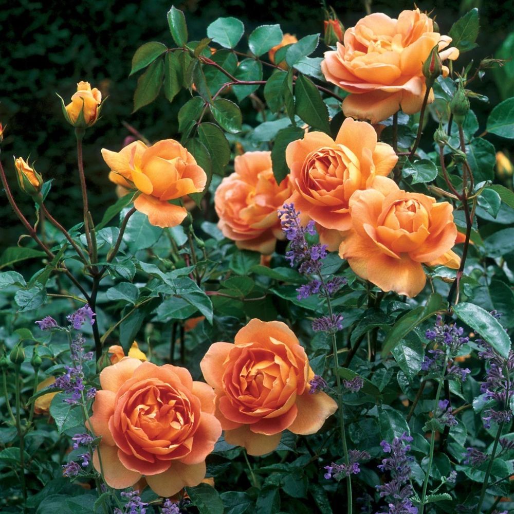 Пэт Остин (Pat Austin)