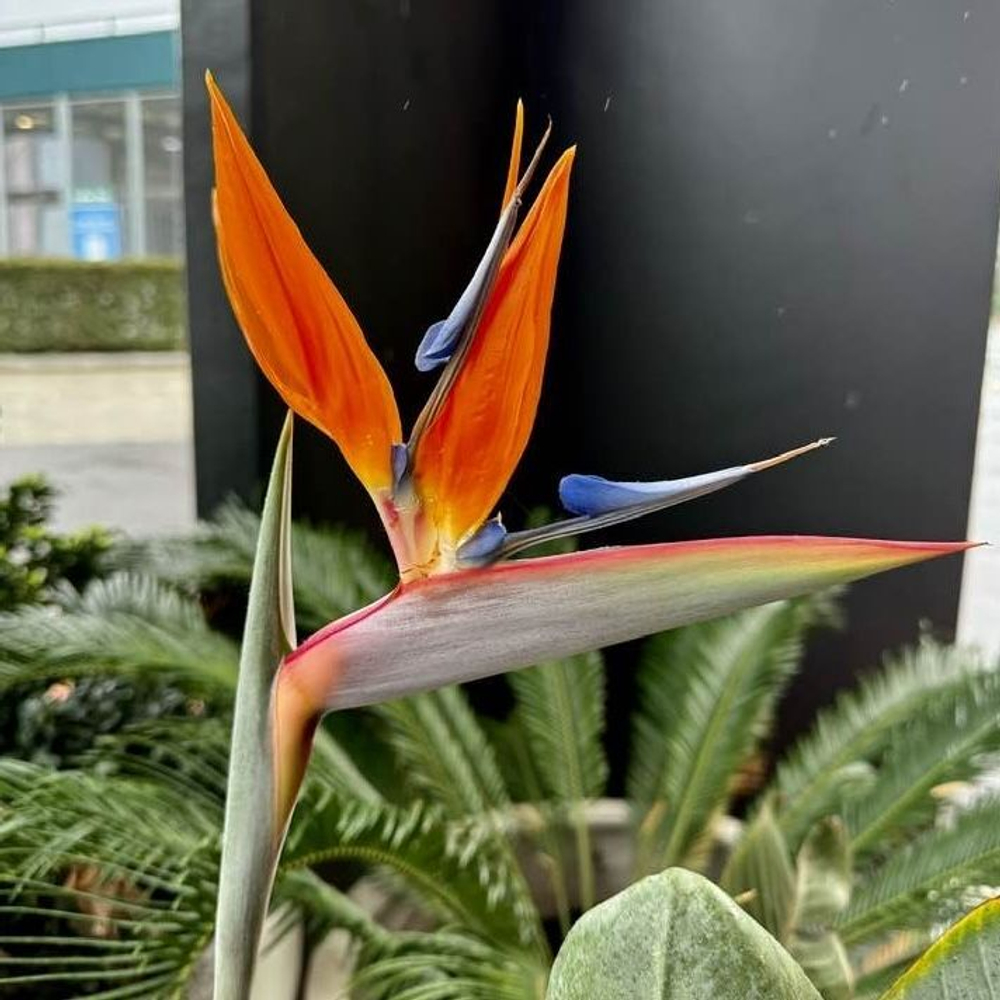 Стрелиция Королевская (Strelitzia reginae) семена 5 штук