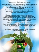 Мордовник Морской ёж