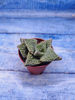 Faucaria Tuberculosa (Фаукария)