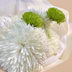 Пышные белые и акцентные зеленые хризантемы Alba Verde