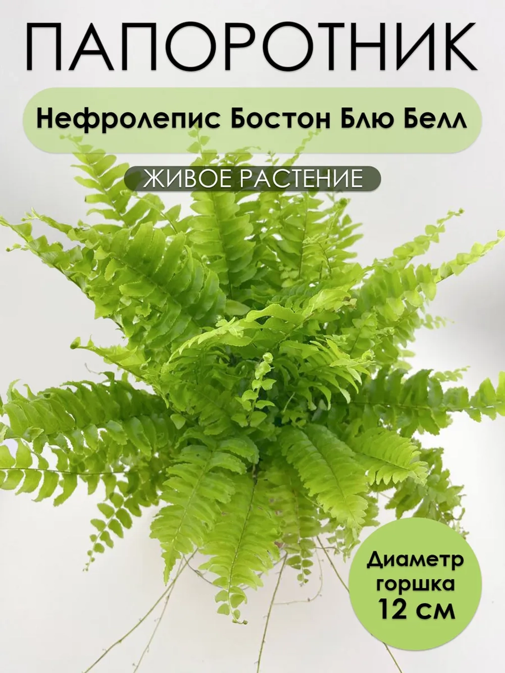 Нефролепис Бостон Блю Белл. Растение живое комнатное
