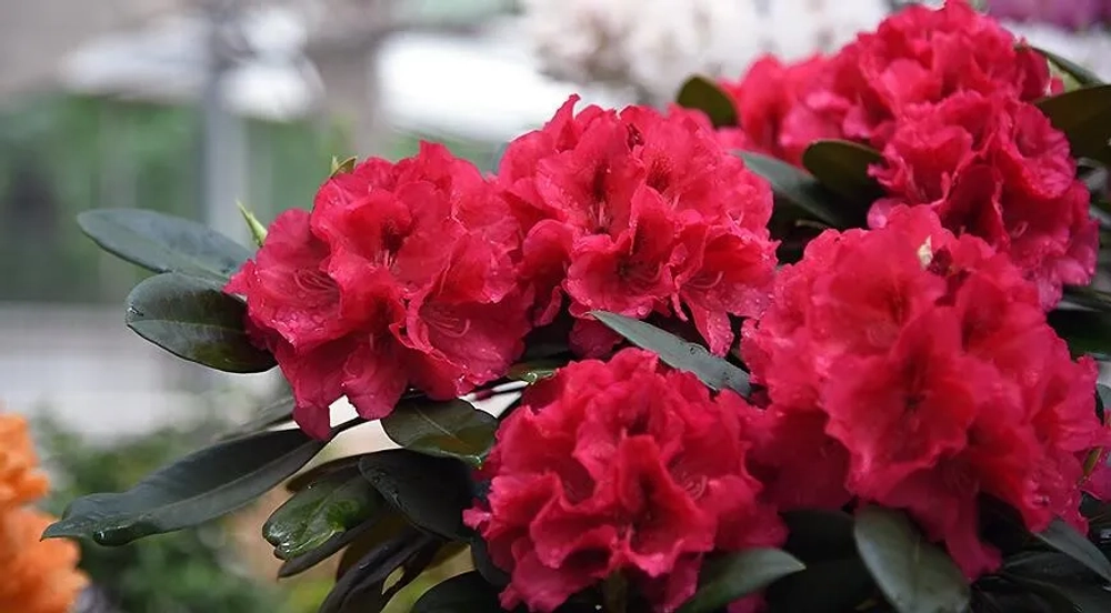 Рододендрон "МАРИАННА ФОН ВАЙЦЗЕККЕР"
