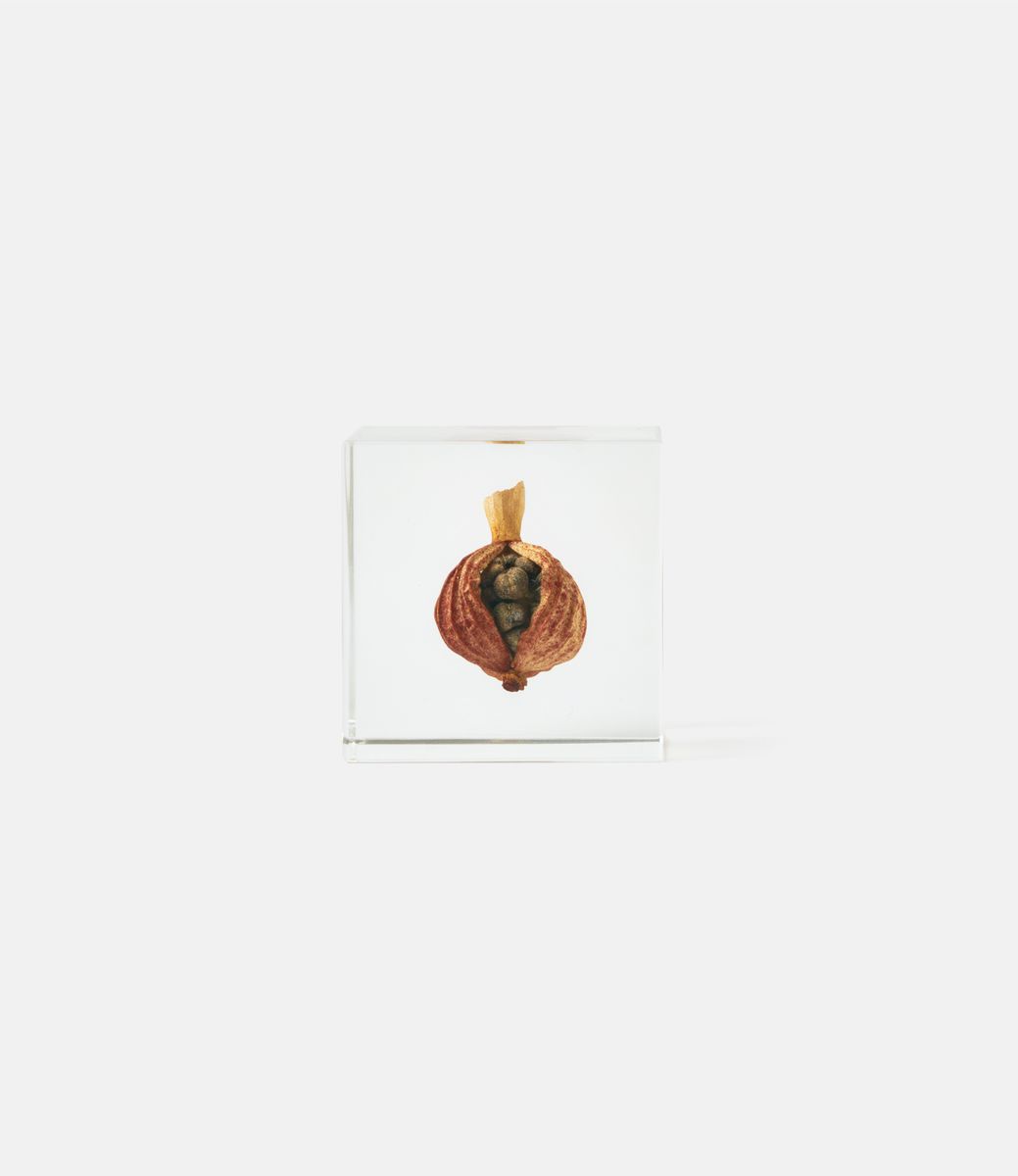 Sola Cube Shell Ginger — куб из акриловой смолы