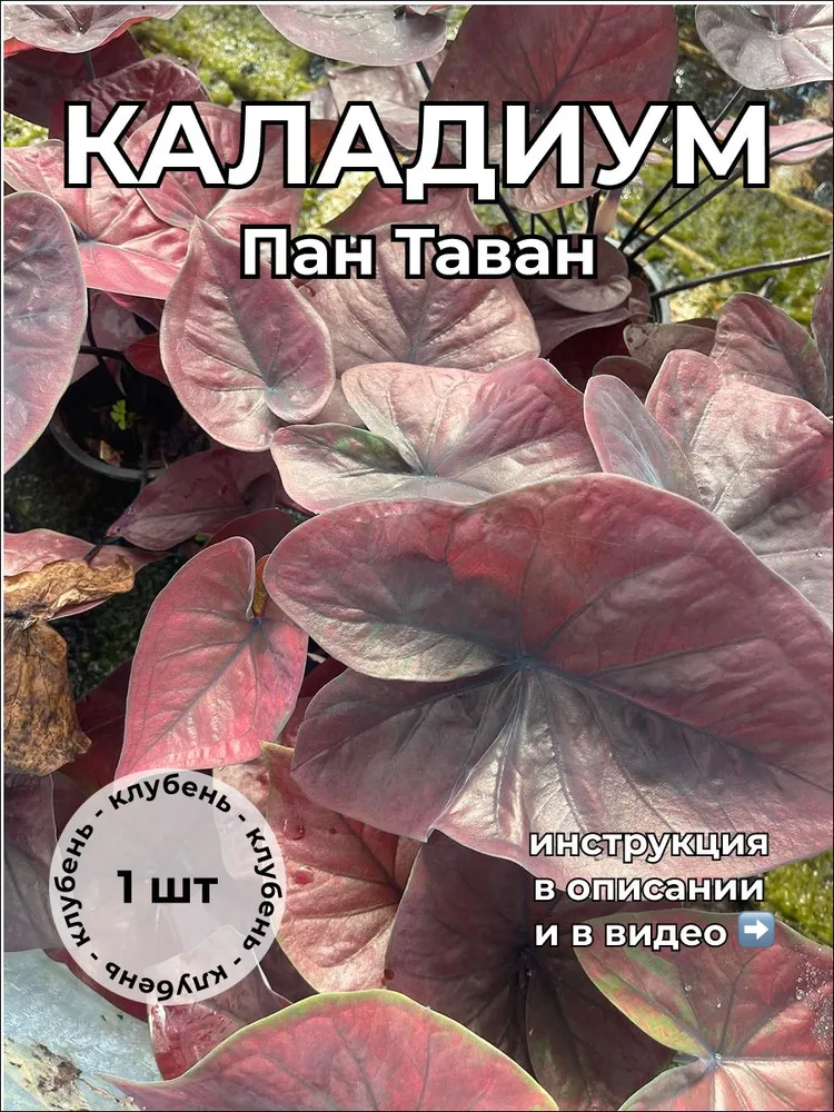 Каладиум Пан Таван клубень