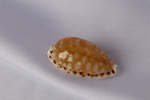 Ципрея клеопатра (Cribrarula cumingii cleopatra), 2,2см, 1шт
