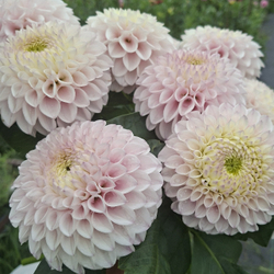 Георгин Пинк Перл (Pink Pearl)