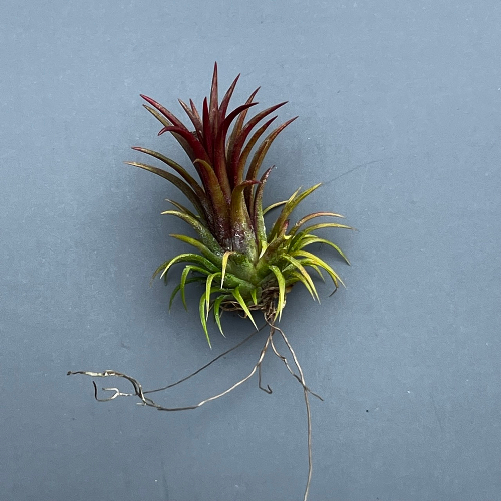 Тилландсия Ионанта Ionantha "Fuego"