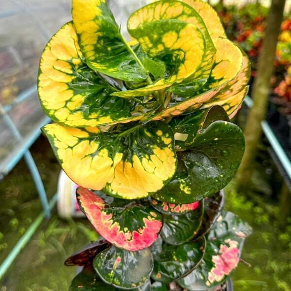 Кротон FAIRY DRAGON – MANGKORN KHOTCHASI (V21)