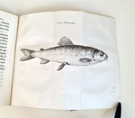 "Recherches sur les origines celtiques, principalement sur celles du Bugey. Par Pierre J.J.Bacon-Tacon