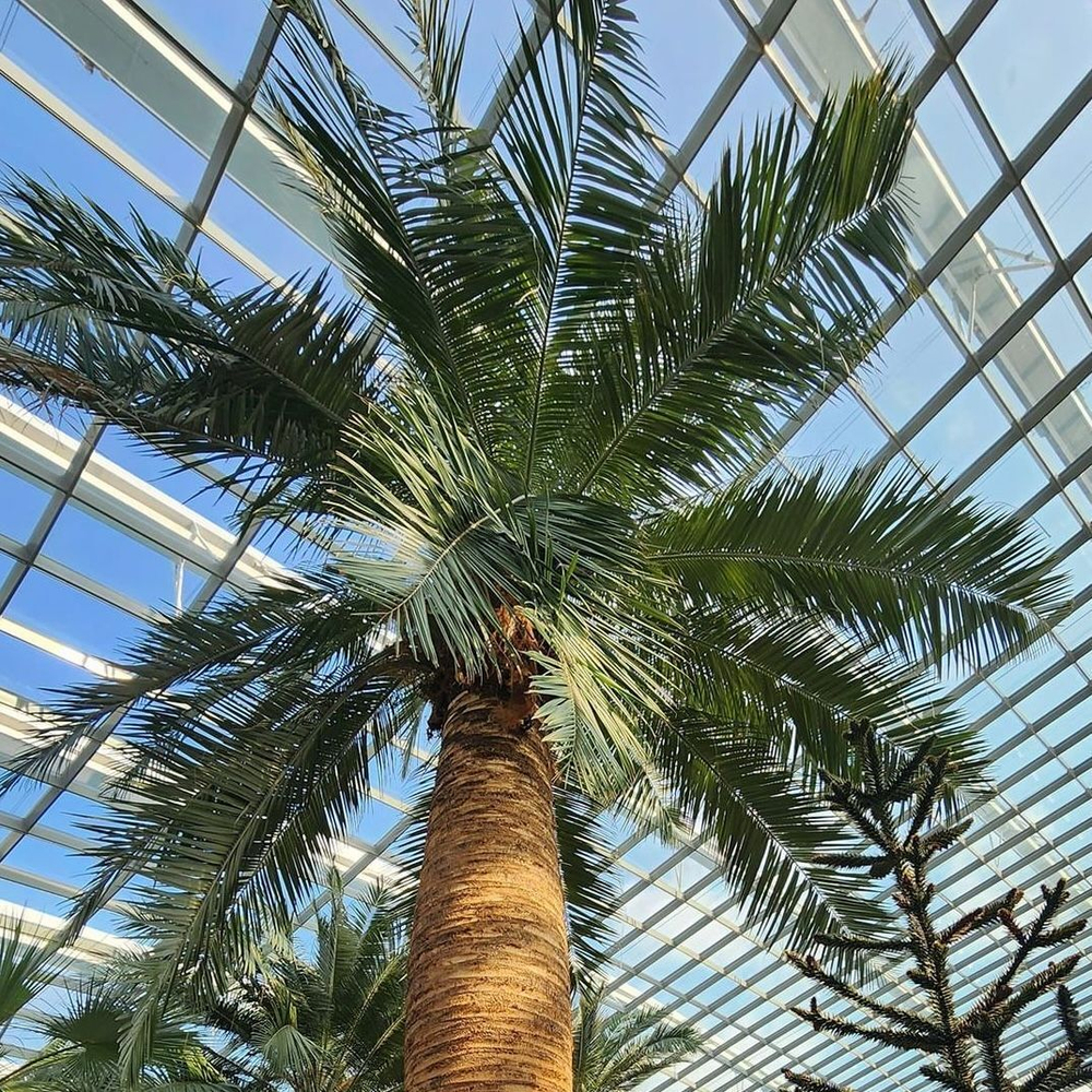 Юбея чилийская (Jubaea chilensis) семена 2 штуки