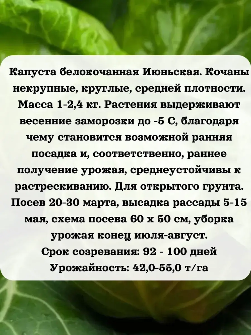 Семена капуста набор 3 шт (Слава,Июньская,Зимовка)