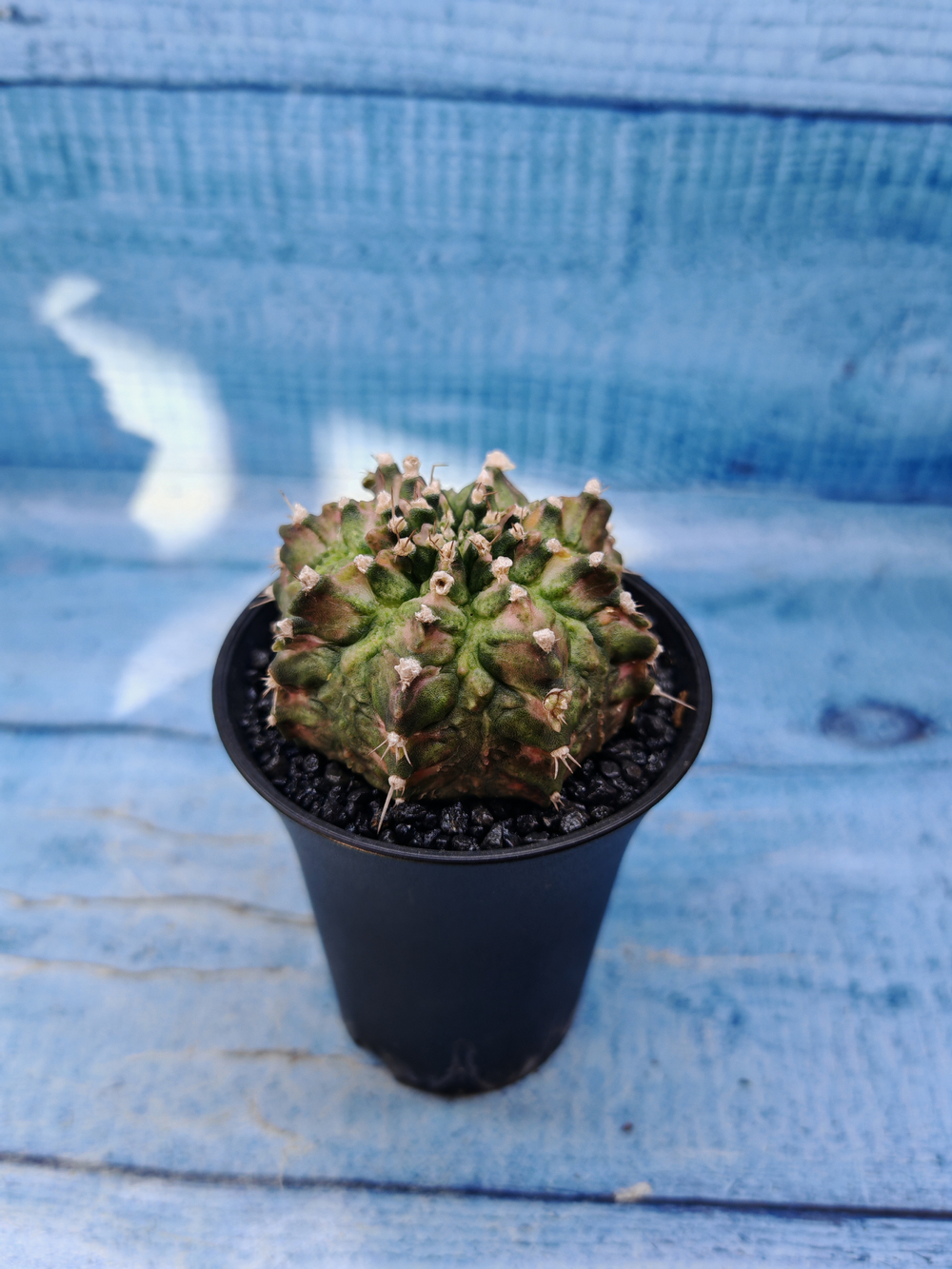 Gymnocalycium T-Rex Pink hybrid (Гимнокалициум)