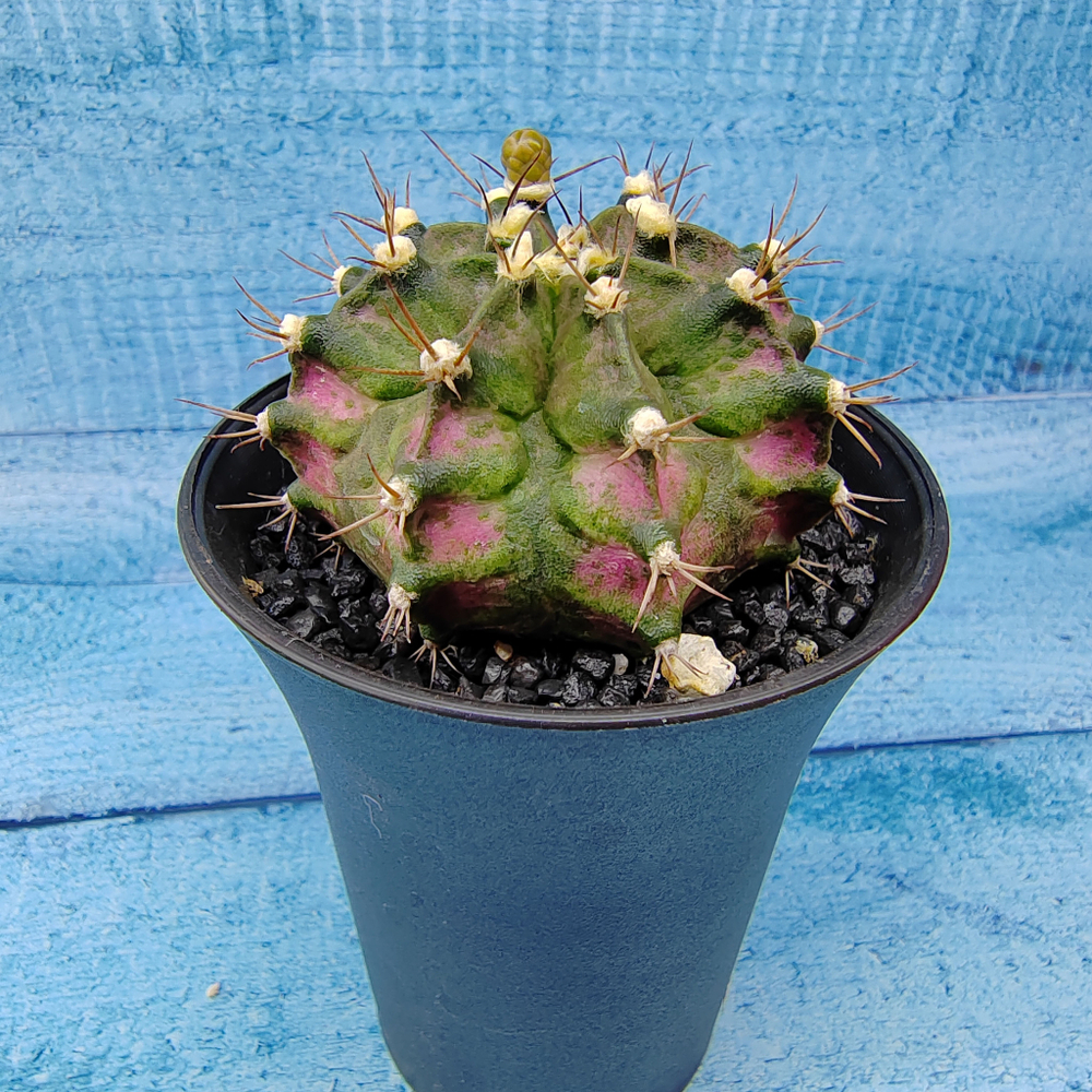 Gymnocalycium T-Rex Pink hybride (Гимнокалициум T-rex)