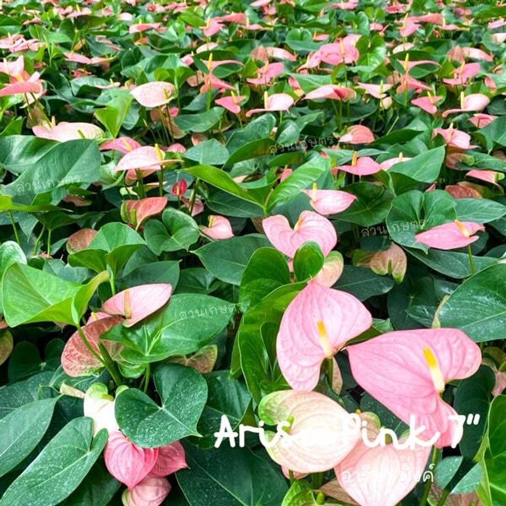 Антуриум Андре ARISA PINK