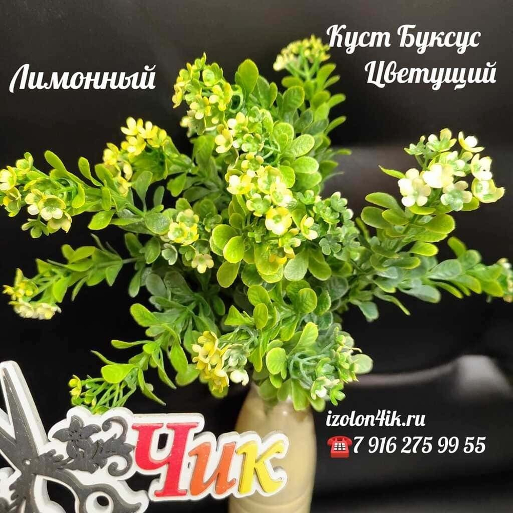 Куст БУКСУС цветущий (Лимонный)