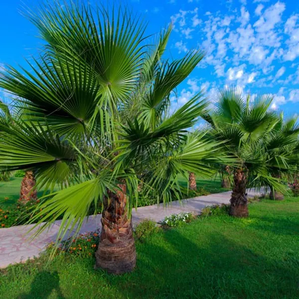Вашингтония нитеносная (Washingtonia filifera) семена 30 шт