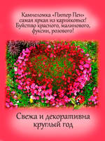 Камнеломка Арендса Питер Пен красно розовая многолетняя