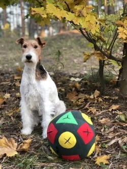 Игрушка для собак Мяч для собак Игровой коврик для собак
