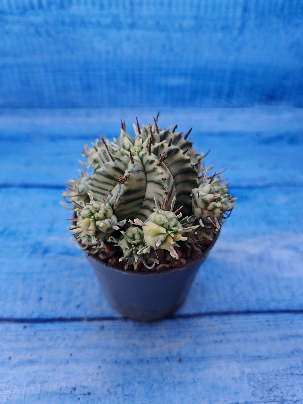 Euphorbia meloformis f. Variegated (Эуфорбия вариегатная)