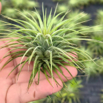 Тилландсия ionantha Stricta R (Т42)