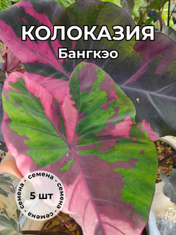 Колоказия "Бангкэо" семена 5 штук
