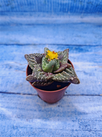 Faucaria Tuberculosa (Фаукария)