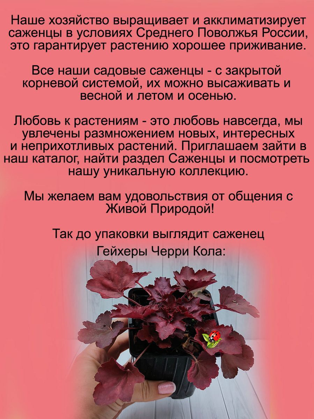 Гейхера Черри Кола многолетник
