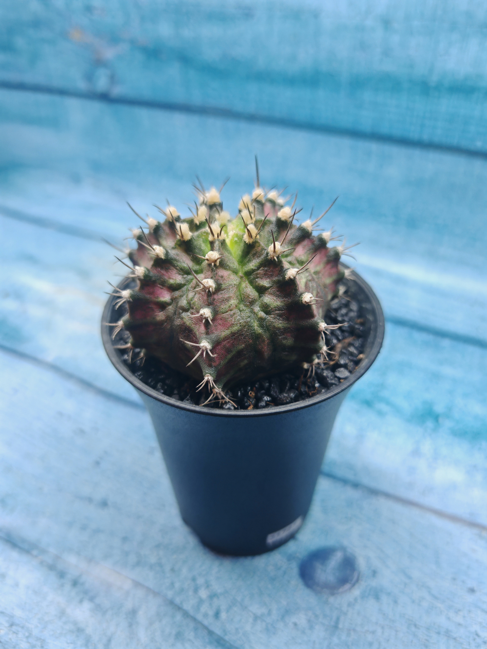 Gymnocalycium T-Rex Pink hybride (Гимнокалициум T-rex)
