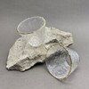 Чашка стекло с каймой, 50мл