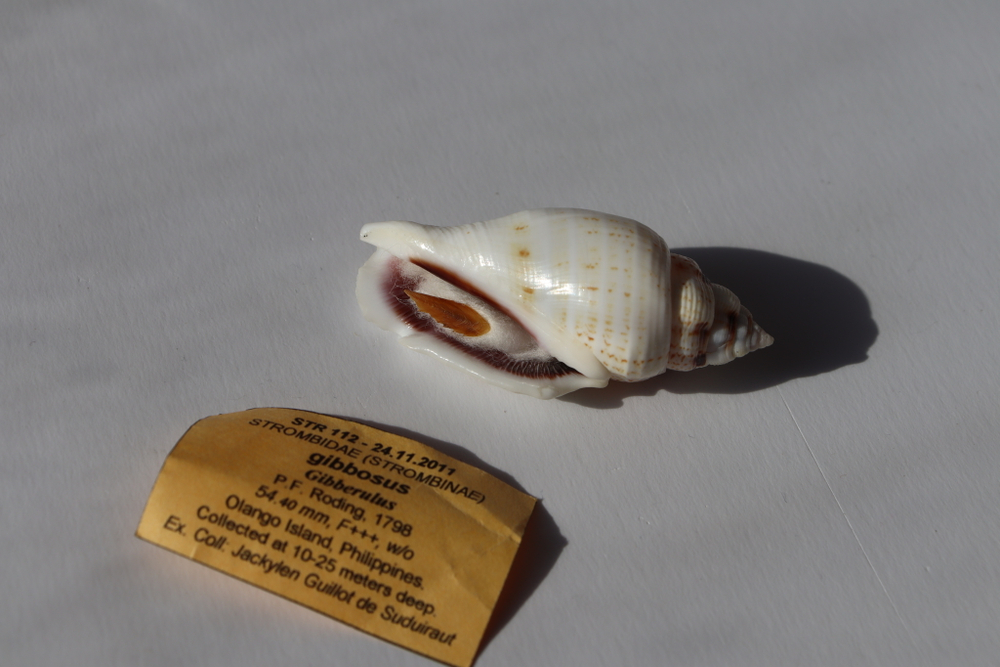 Ракушка Стромбус гиббосус (Gibberulus gibbosus)