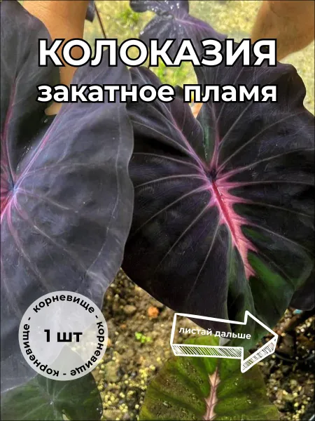 Колоказия Закатное Пламя корневище