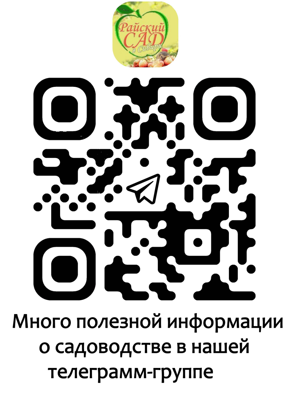 Флоксы Клеопатра